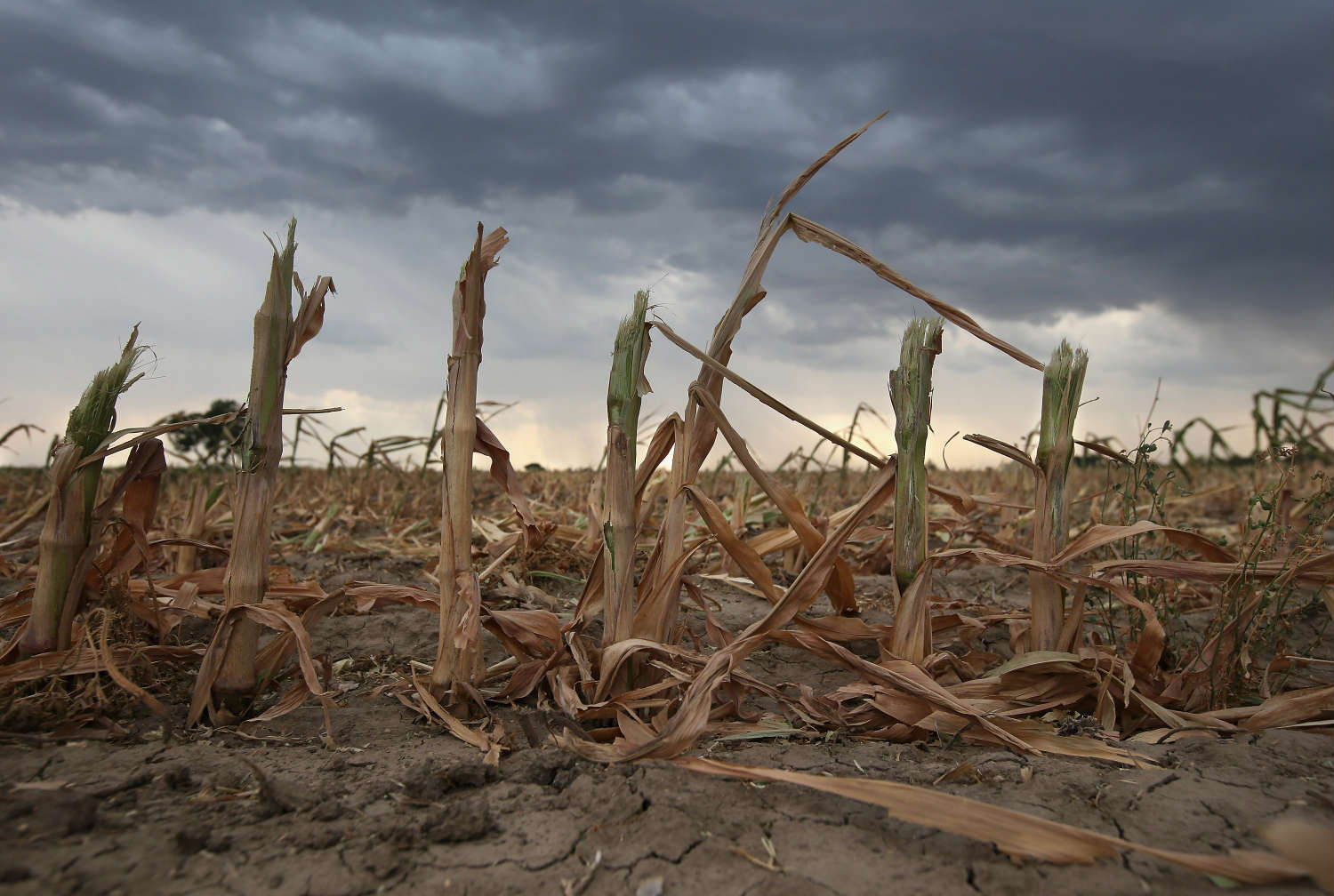 A warmer climate could reduce the yield of staple crops like maize (Photo by John Moore/Getty Images)
