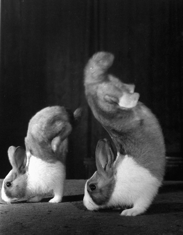 Junior and Mr. Walker, rabbits that walked on their forefeet.