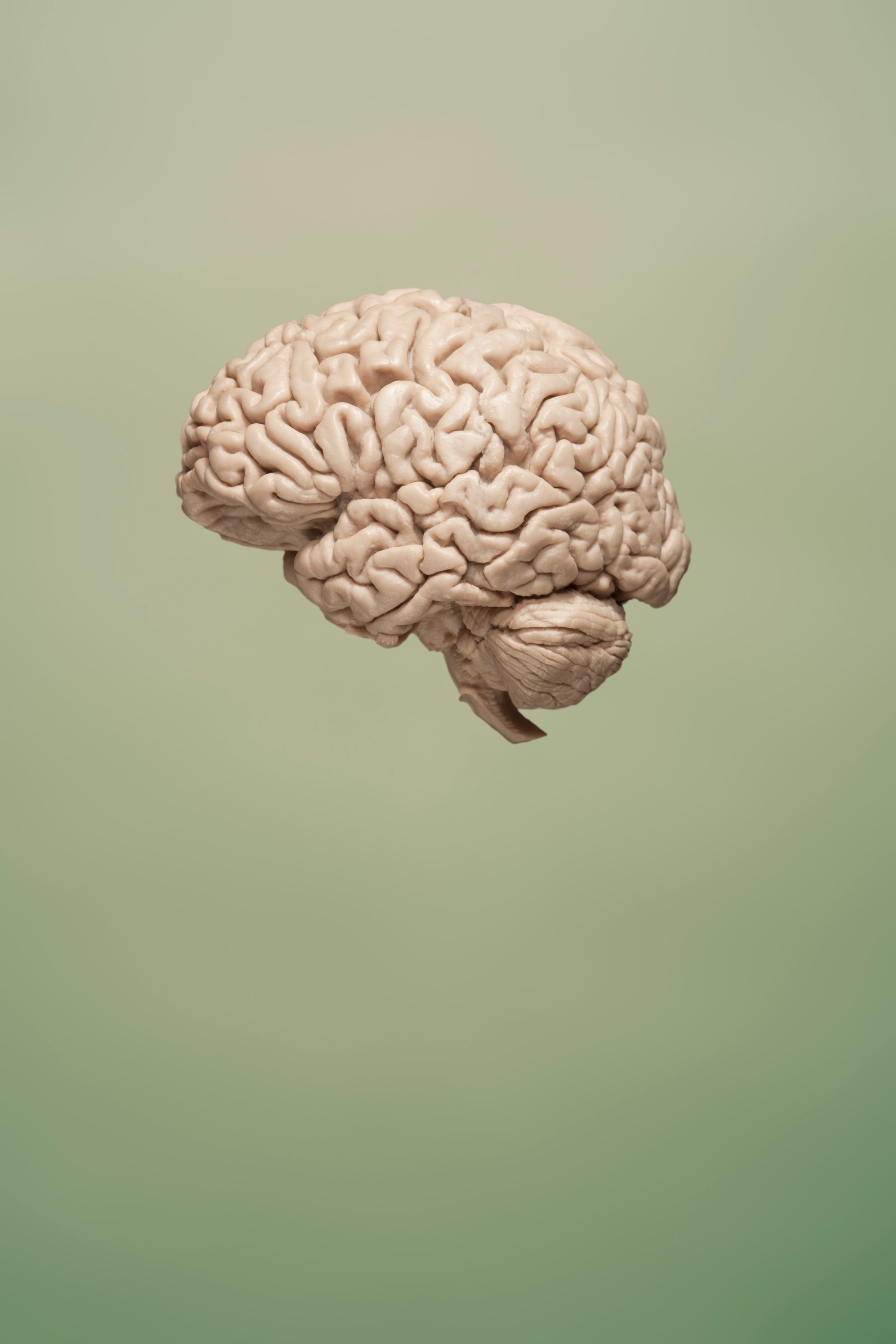 Brain on green background