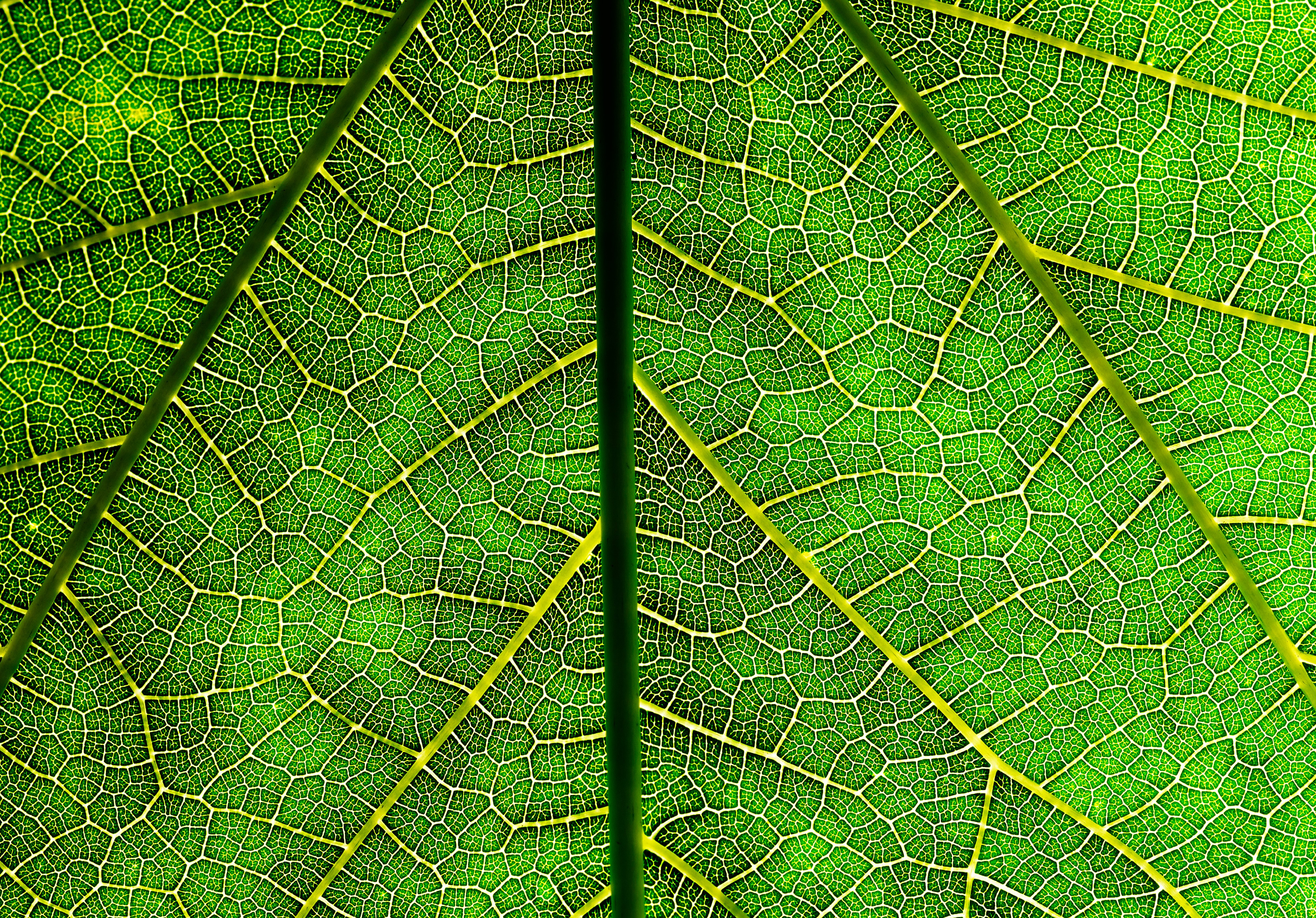 veins of a leaf (Mark Mawson—Getty Images)