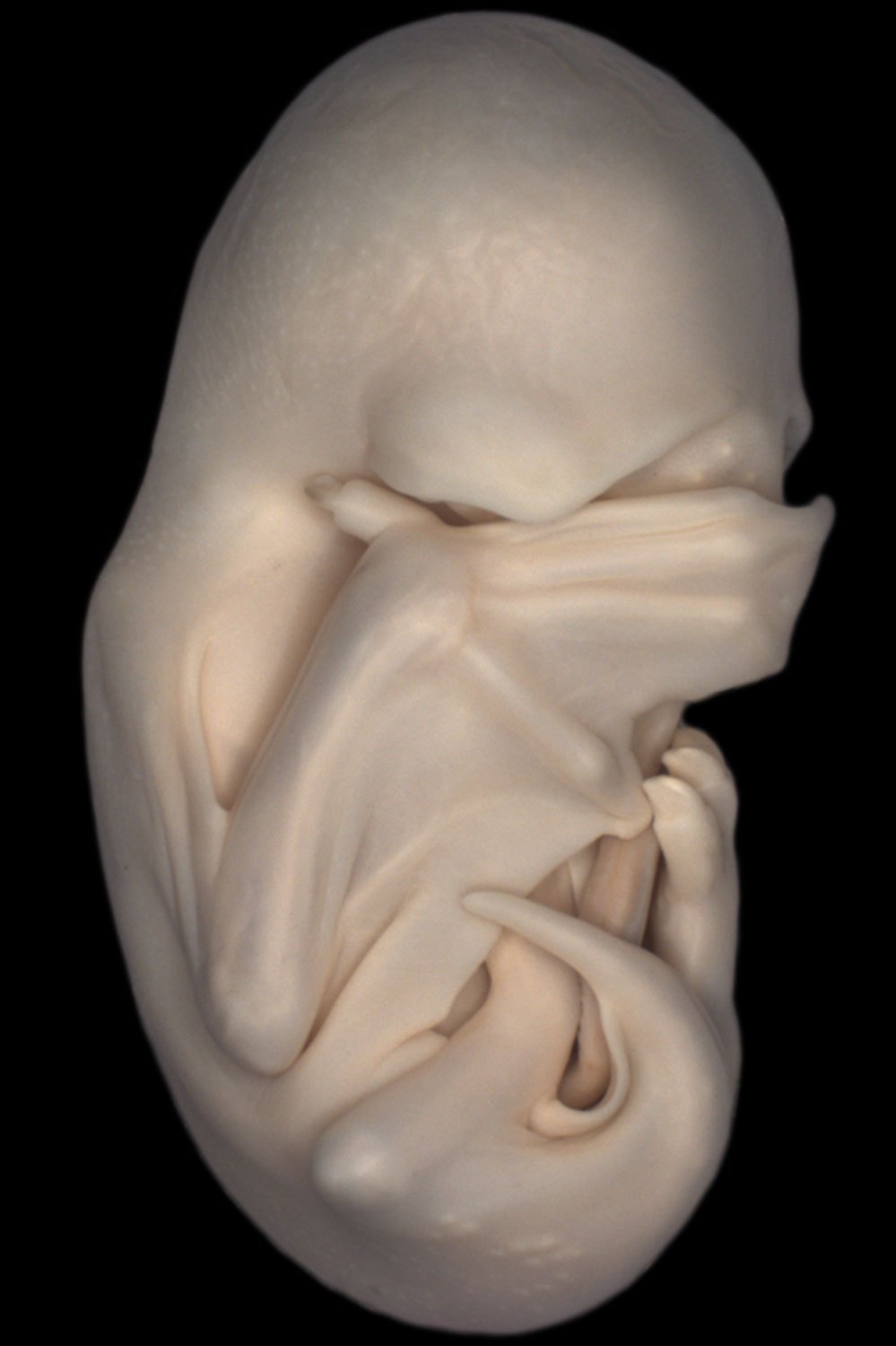 A lateral view of a black mastiff bat embryo (Molossus rufus).