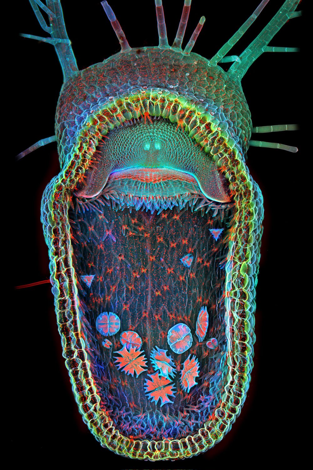 1st Place: Open trap of aquatic carnivorous plant, humped bladderwort (Utricularia gibba).