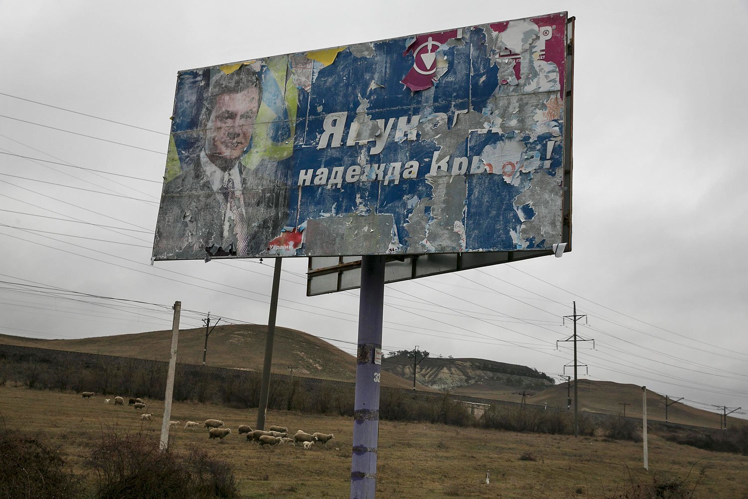 Sheep graze next to an old election sign on a road from Simferopol to Sevastopol reads "Yanukovych is the hope of Crimea", Feb. 27, 2014.