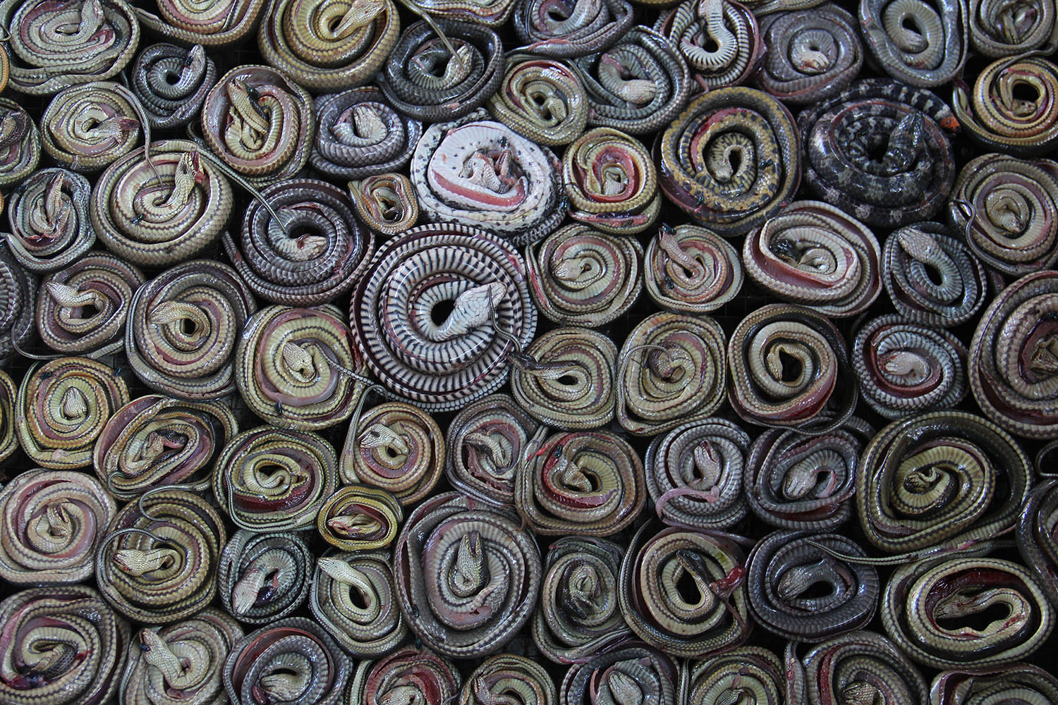 Mar. 2, 2014. Snakes are collected and rolled before being put into the oven in the village of Kertasura, Cirebon, Indonesia. Snake skins  are sold to bag factories in the West and Central Java provinces on a monthly basis.