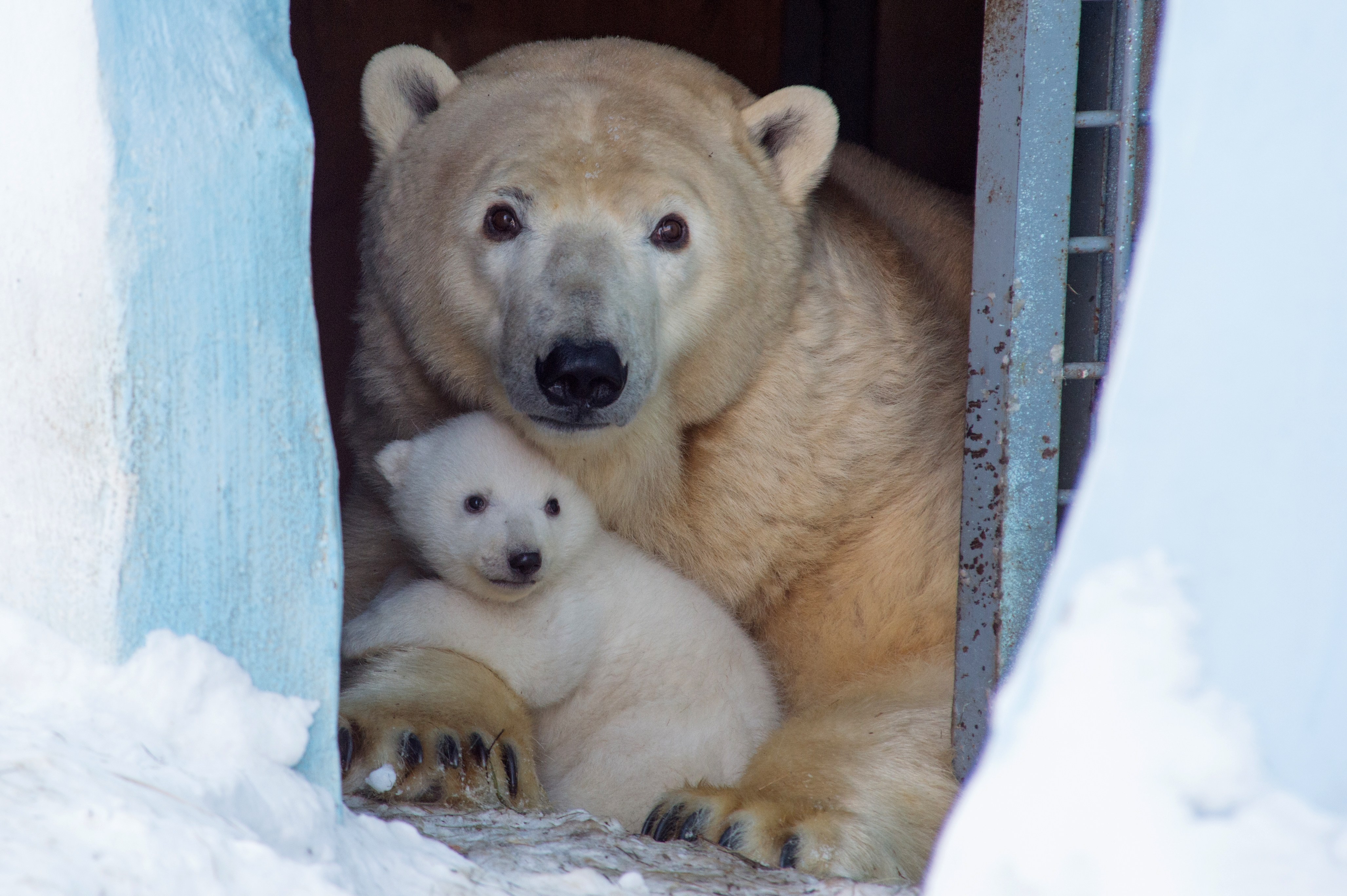 Зоопарк 1 видео. Новосибирский зоопарк белые медведи. Белый Медвежонок в зоопарке.
