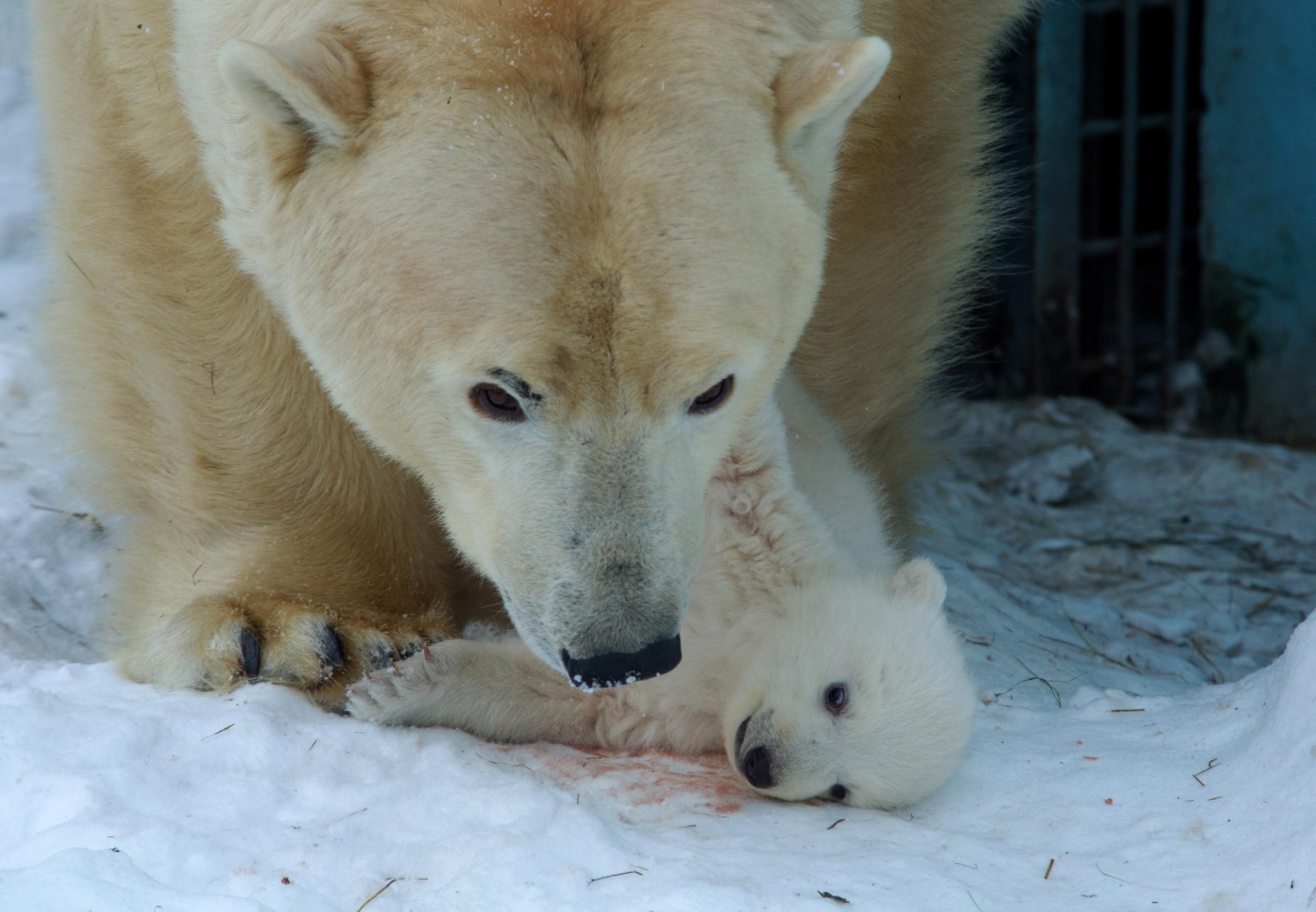 Russia Polar Bear Cub