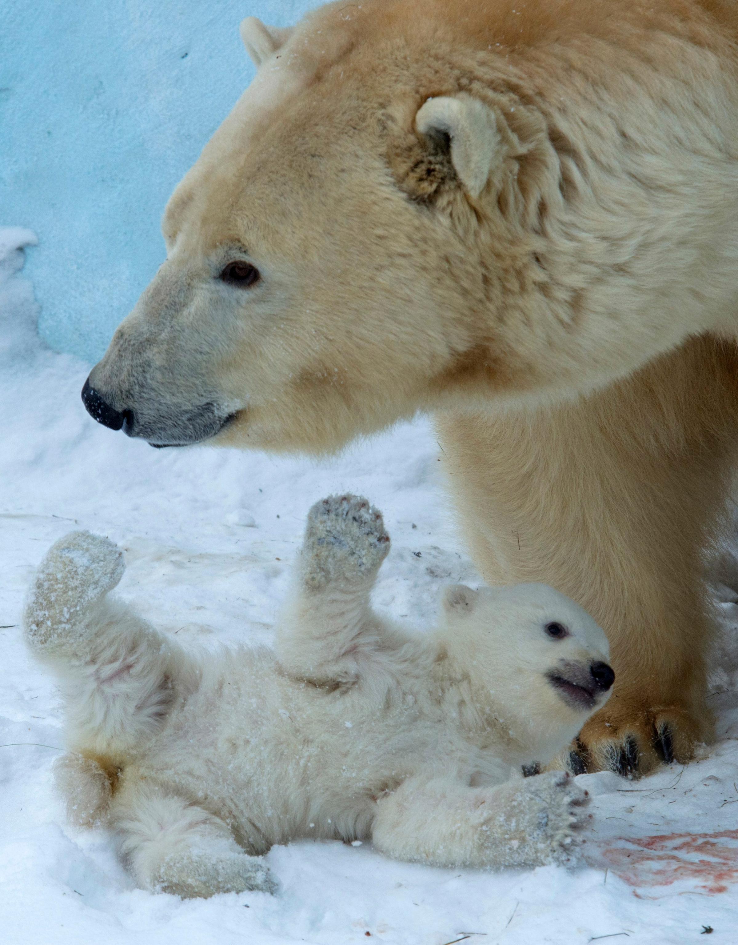 APTOPIX Russia Polar Bear Cub