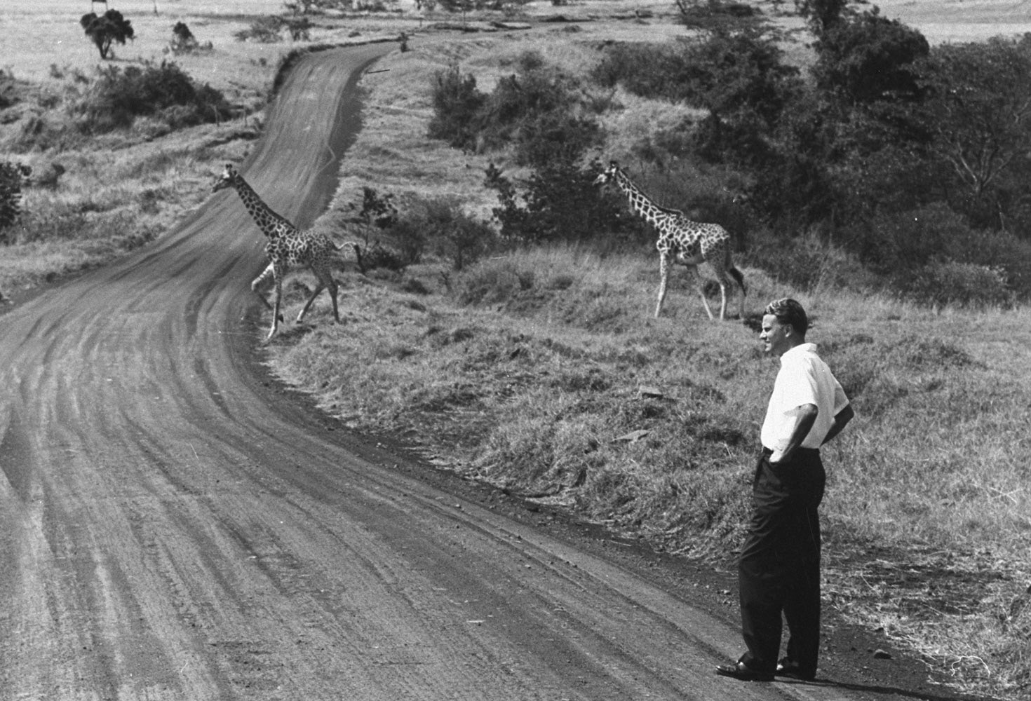 Two by Two
                              
                              Watching a pair of giraffes cross the road while on a missionary trip in Kenya.