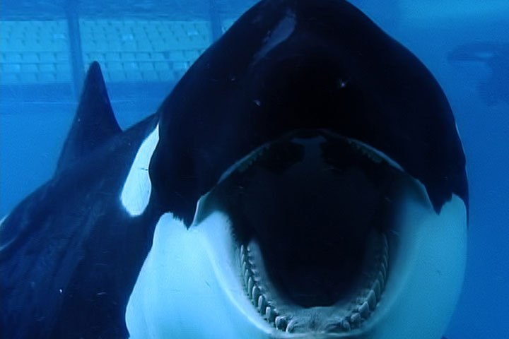 Blackfish
                              The critically acclaimed and controversial documentary looks at Tilikum, a SeaWorld orca who has been involved in the deaths of three people and the effects of captivity on wild animals. The documentary has already caused musicians like Willie Nelson and Barenaked Ladies to cancel scheduled concerts at SeaWorld.