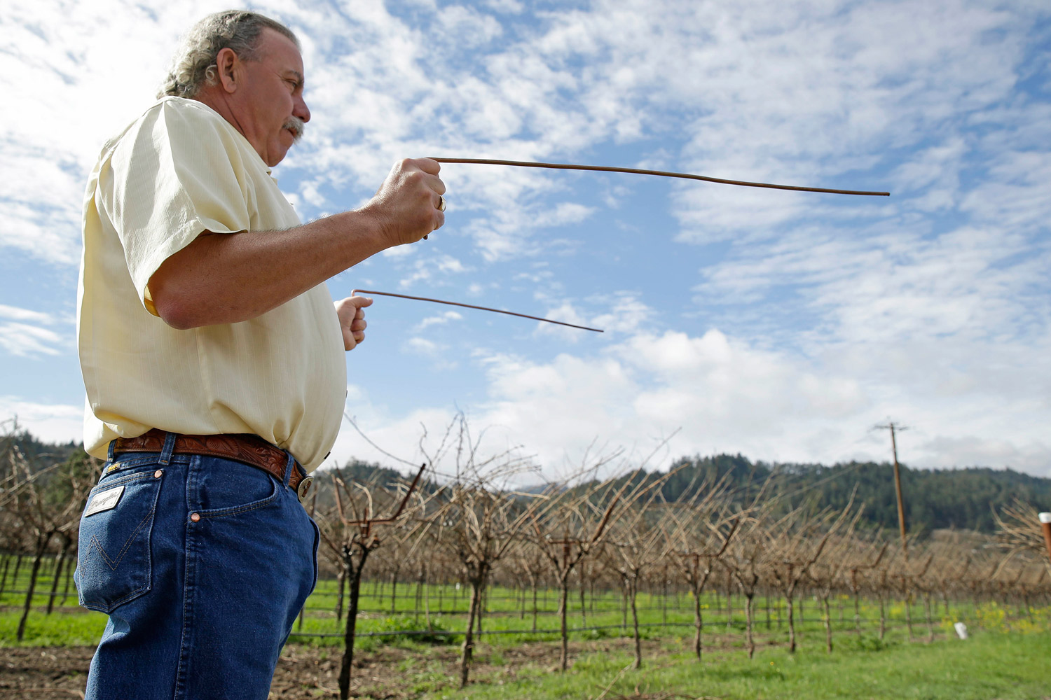 Proprietor Marc Mondavi demonstrates dowsing with "diving rods" to locate water at the Charles Krug winery in St. Helena, Calif. (Eric Risberg—AP)