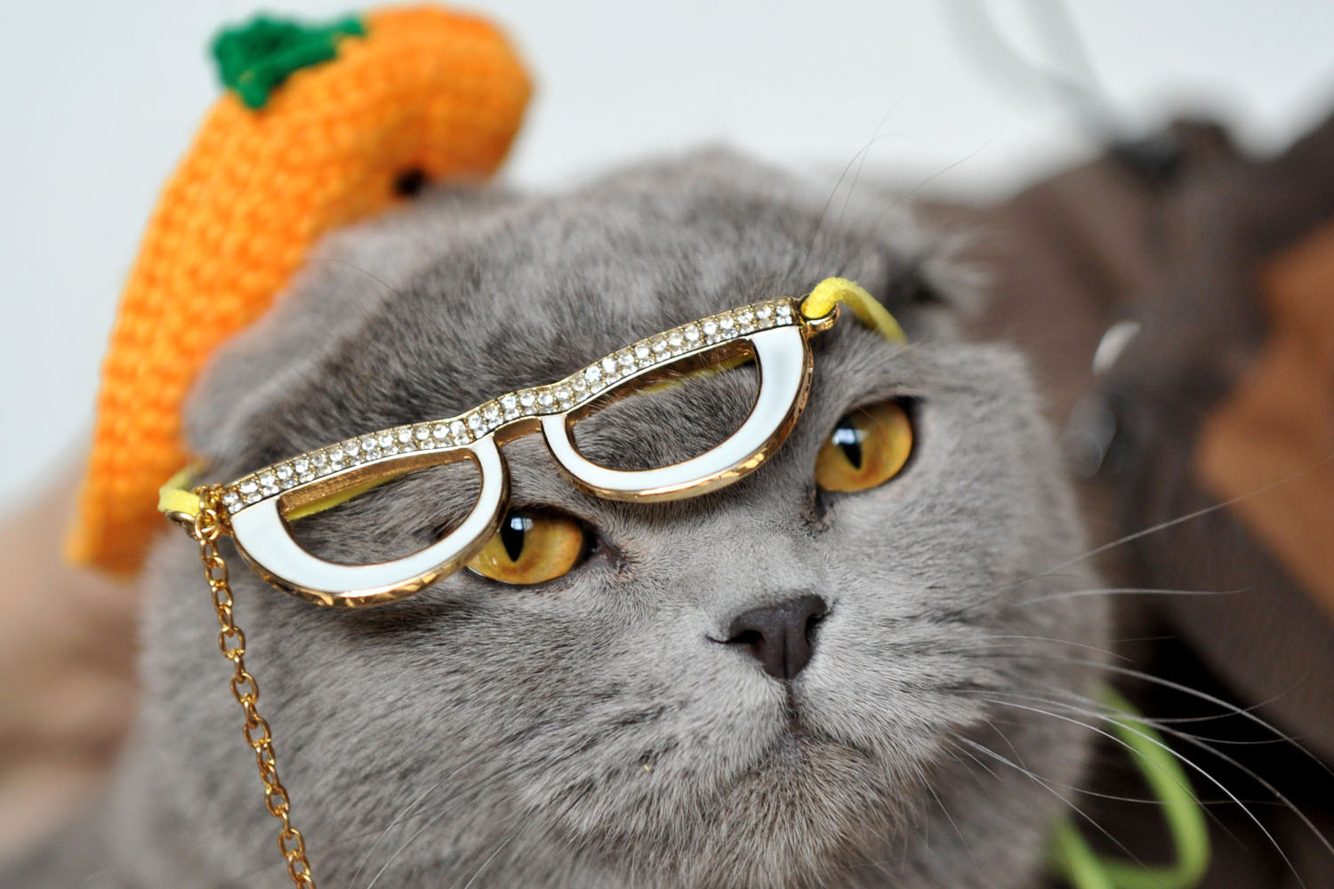 Mar. 23, 2013. Wearing a hat and glasses a Scottish Fold cat looks on during a cat exhibition in Bishkek.