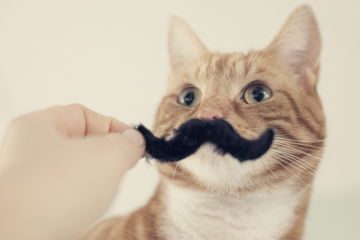 cat mustache