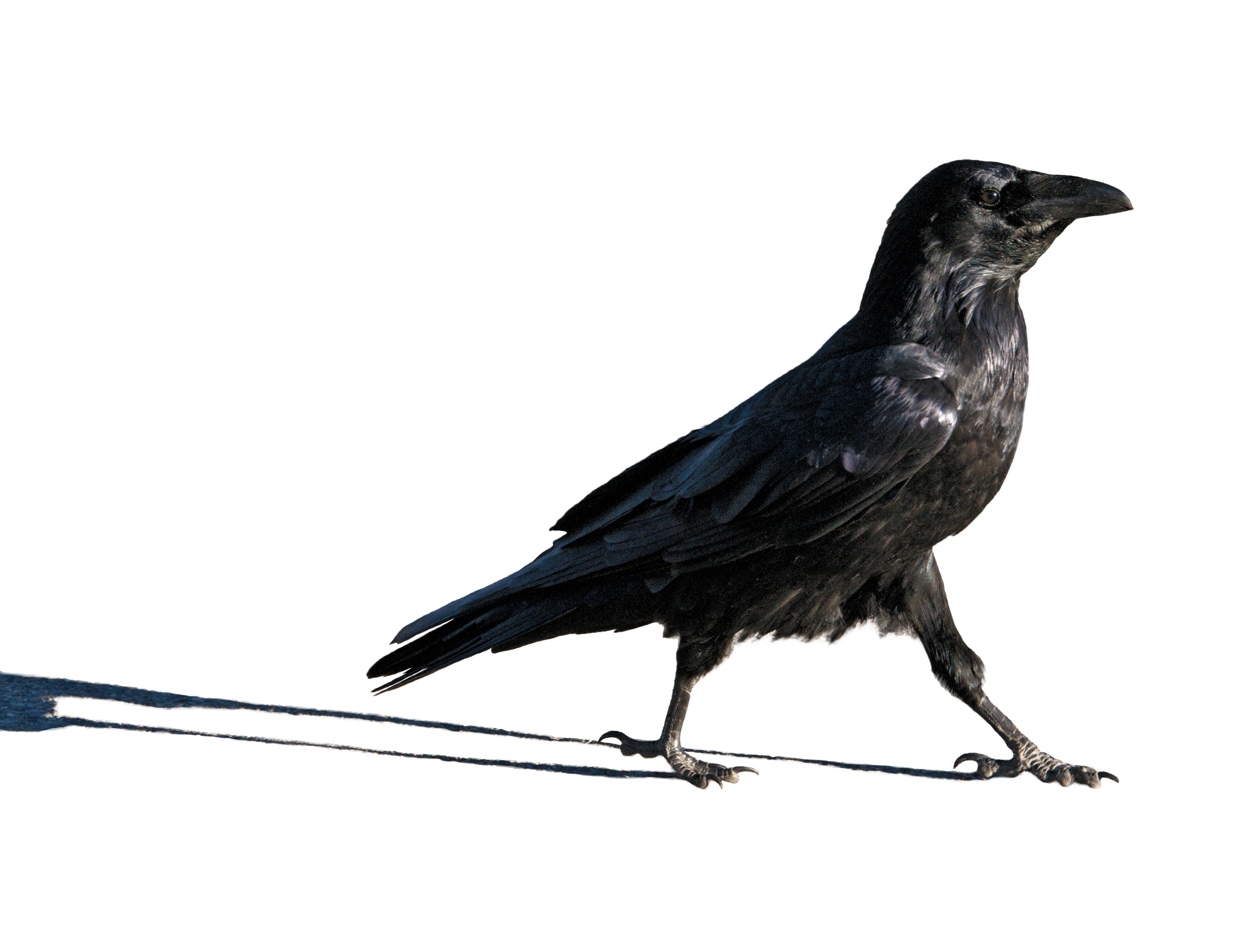 Stride on: this brainiac bird has a right to strut