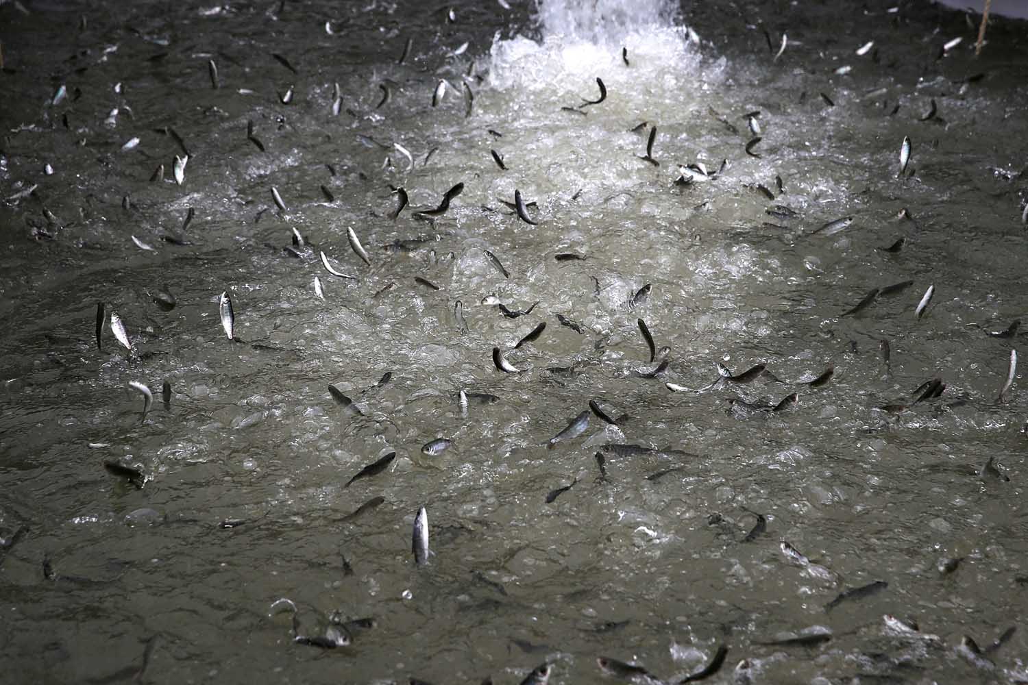 Mar. 25, 2014.  Fingerling Chinook salmon jump out of the water as they are dumped into a holding pen after being transfered from a truck into the Sacramento River in Rio Vista, California. As California continues to suffer through its worse drought in history, low water levels have forced wildlife officials to truck more than 400,000 salmon.