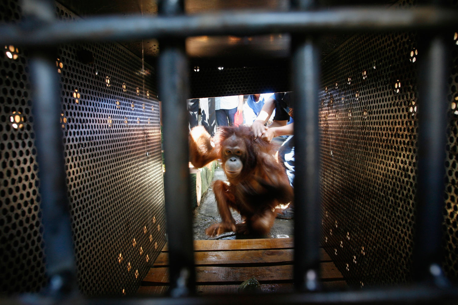 A female orangutan gets into a cage after being rescued in Pasuruan, East Java, on July 10, 2012. (Sigit Pamungkas—Reuters)