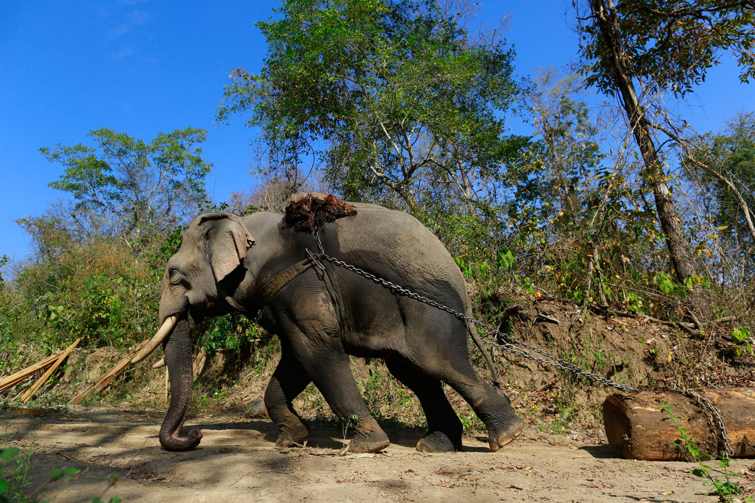 An elephant pulls a teak log