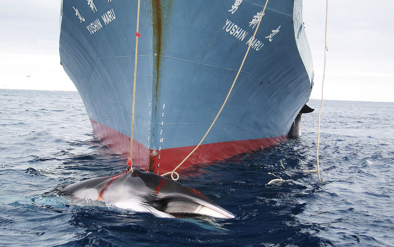 A photo released in 2008 shows a whale being dragged on board a Japanese ship after being harpooned in Antarctic waters.