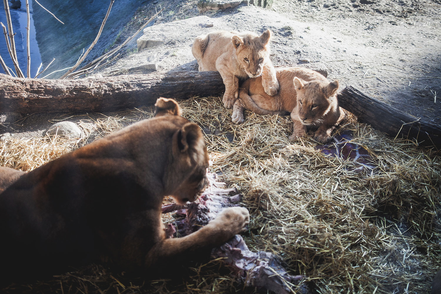 Copenhagen Zoo lions tuck into the remains of Marius the giraffe, Feb. 10, 2014.