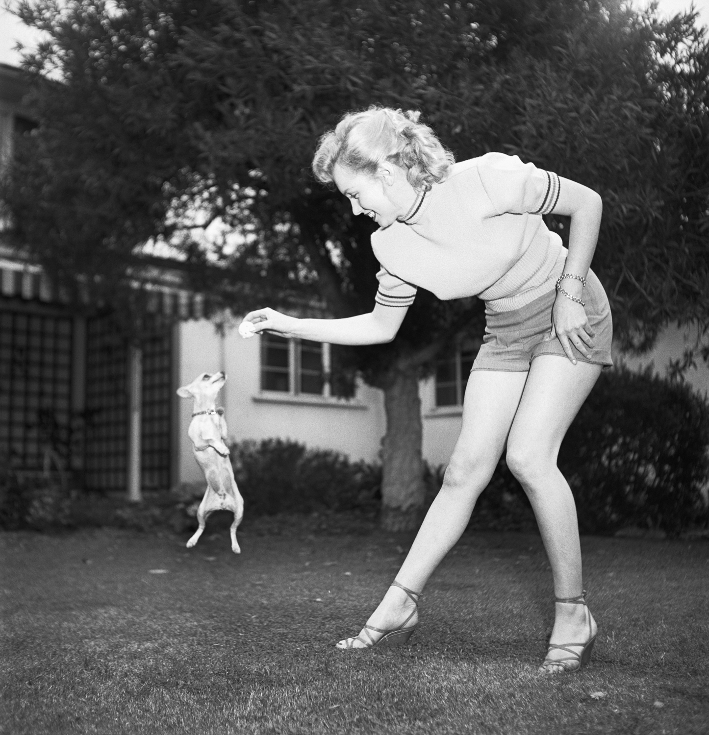 Monroe playing with a Chihuahua in Beverly Hills, Calif., on May 17, 1950.