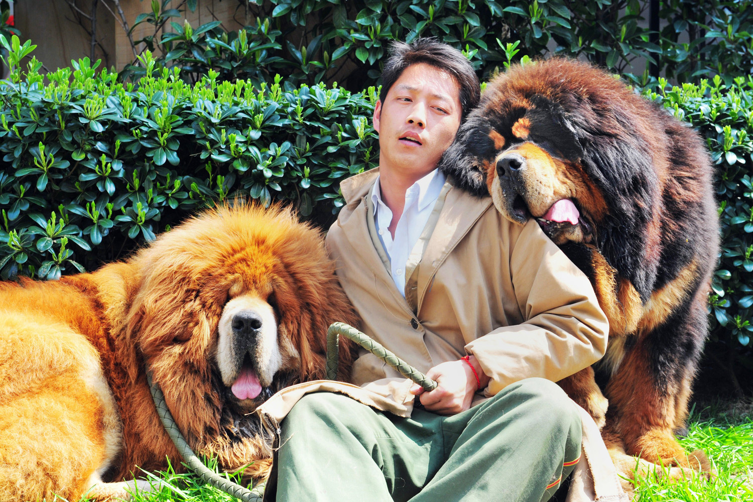 This picture taken on March 18, 2014 shows an unidentified man posing for a photo with two Tibetan mastiffs after they were sold at a 'luxury pet' fair in Hangzhou, in eastern China's Zhejiang province. (STR / AFP / Getty Images)