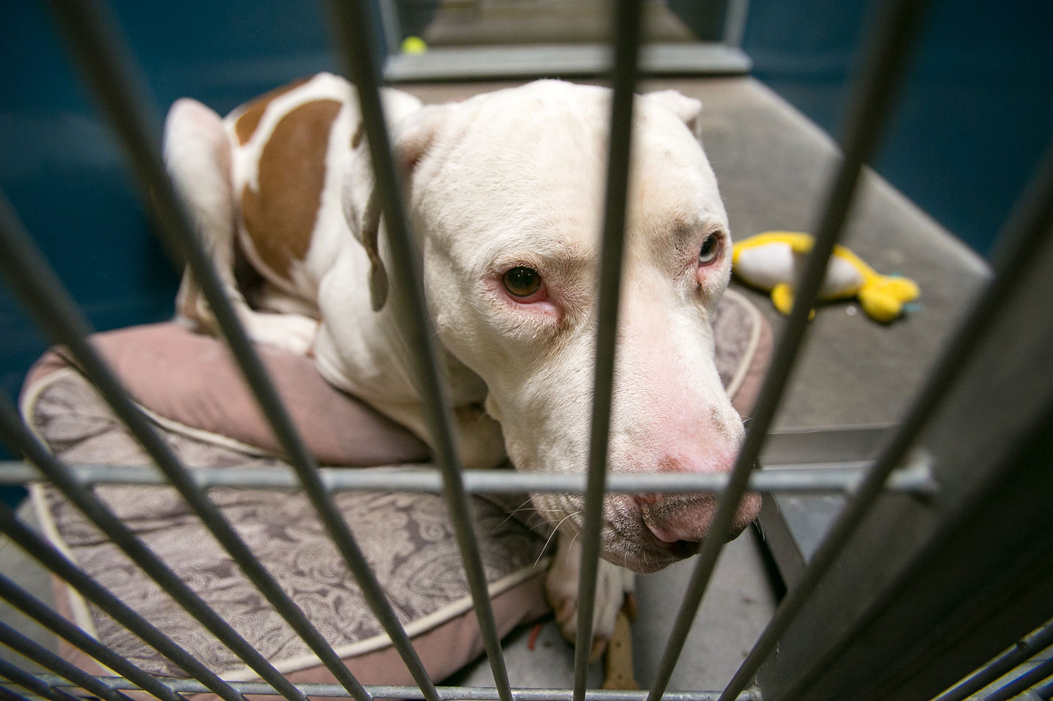 Mickey, a pit bull, at West Valley Animal Care Center in Phoenix, Ariz, on March 11, 2014. Mickey attacked four-year-old Kevin Vicente. (Michael Schennum—AP)
