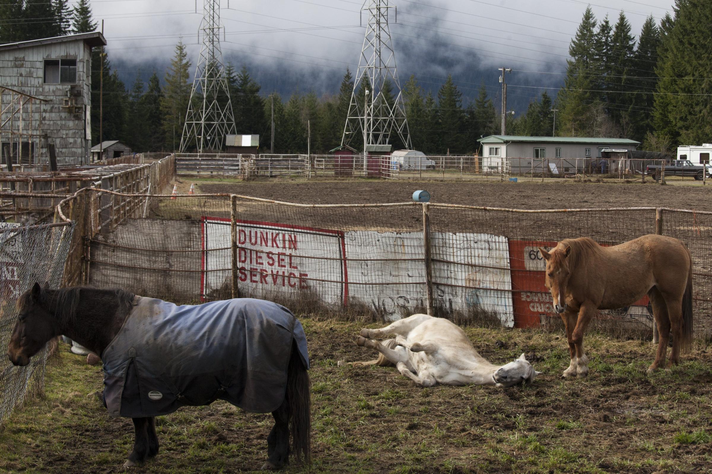 Rescued horses relax at the Darrington Rodeo Grounds on March 27, 2014 in Darrington, Wash.