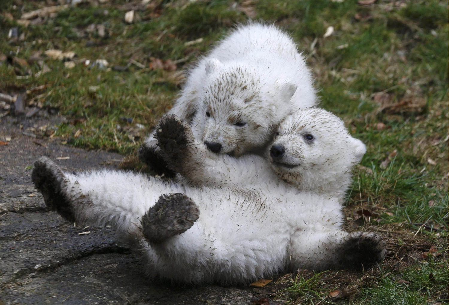 14 week-old twin polar bear cubs play during their first presentation to the media in Hellabrunn Zoo on March 19, 2014 in Munich. The male and female twins were born on Dec. 9, 2013 in the zoo.