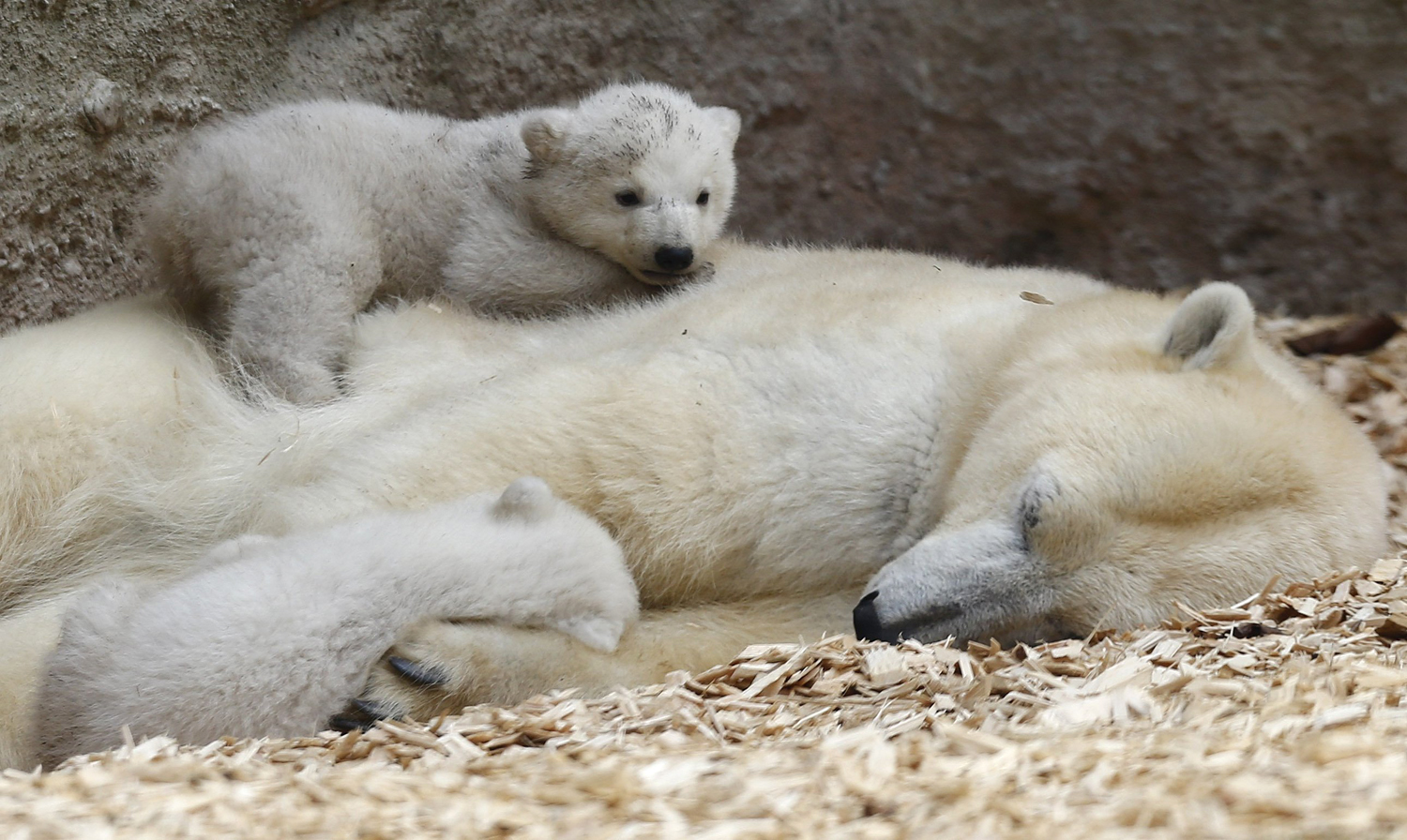 Twin polar bear cubs, who have yet to be named, lie on their mother Giovanna outside in their enclosure during their first public appearance.