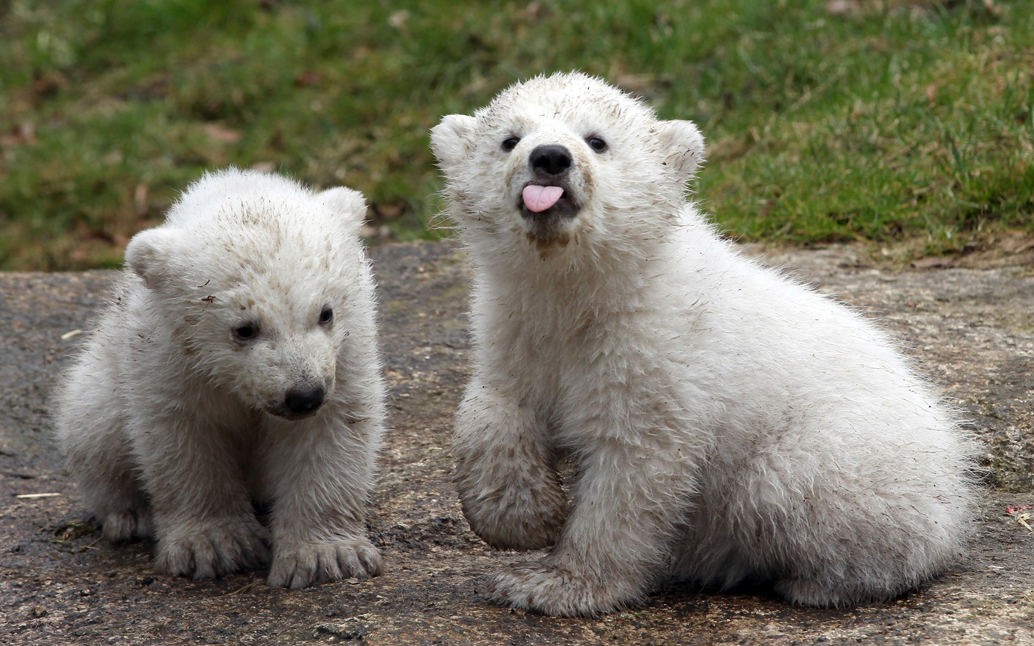 14 week-old twin polar bear cubs play during their first presentation to the media.