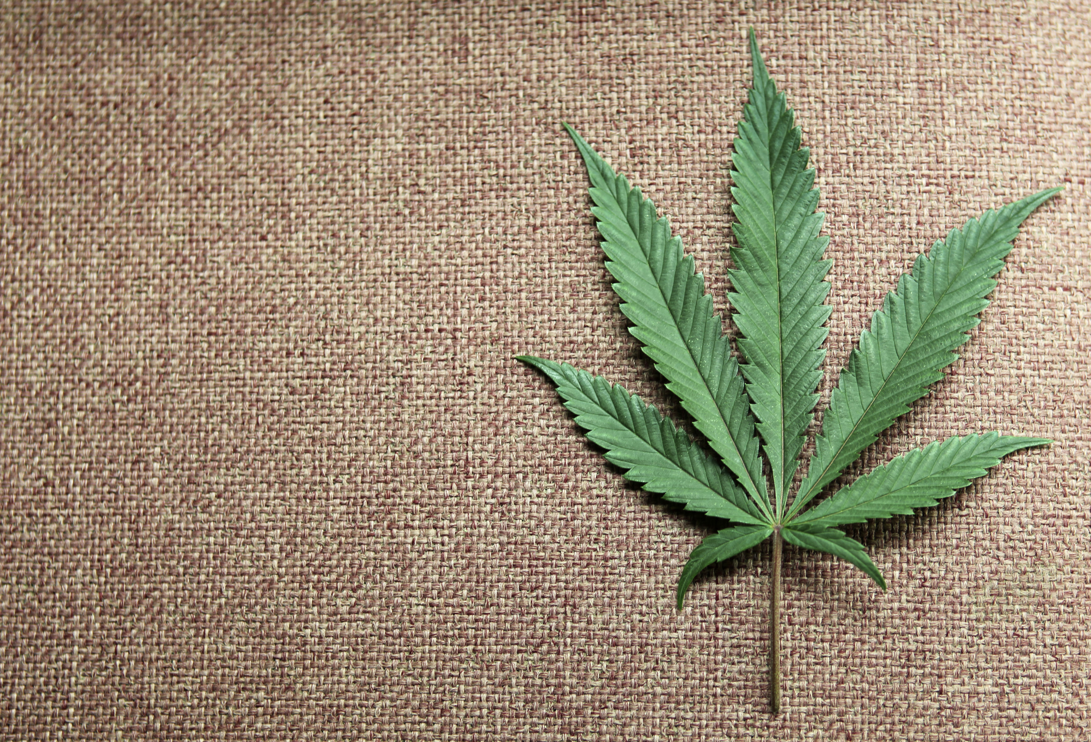 A marijuana leaf is displayed at Canna Pi medical marijuana dispensary in Seattle
