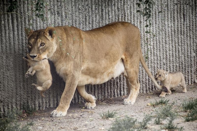 File photo of a lion and her cubs entering a lion enclosure for the first time in Copenhagen Zoo