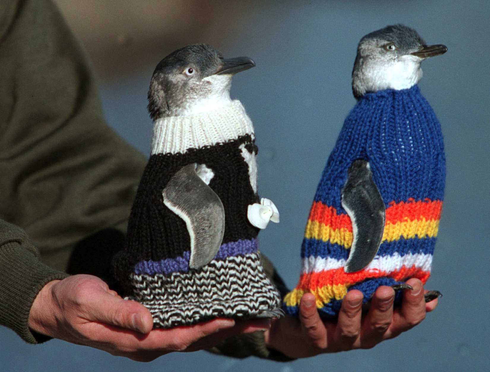 Penguin mannequins model newly-knitted protective woollen coats in Launceston, Tasmania May 22, 2001. (STR / Reuters)