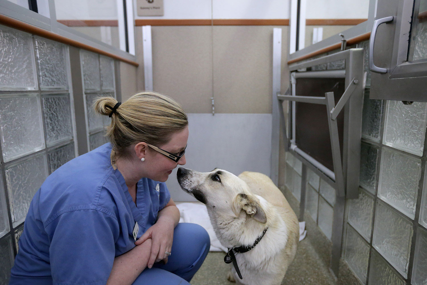 Washington Animal Rescue League Intake Director Maureen Sosa visits with a stray dog from Sochi, Russia, inside its 'doggie den' at the league's shelter March 27, 2014 in Washington, DC. (Chip Somodevilla—Getty Images)