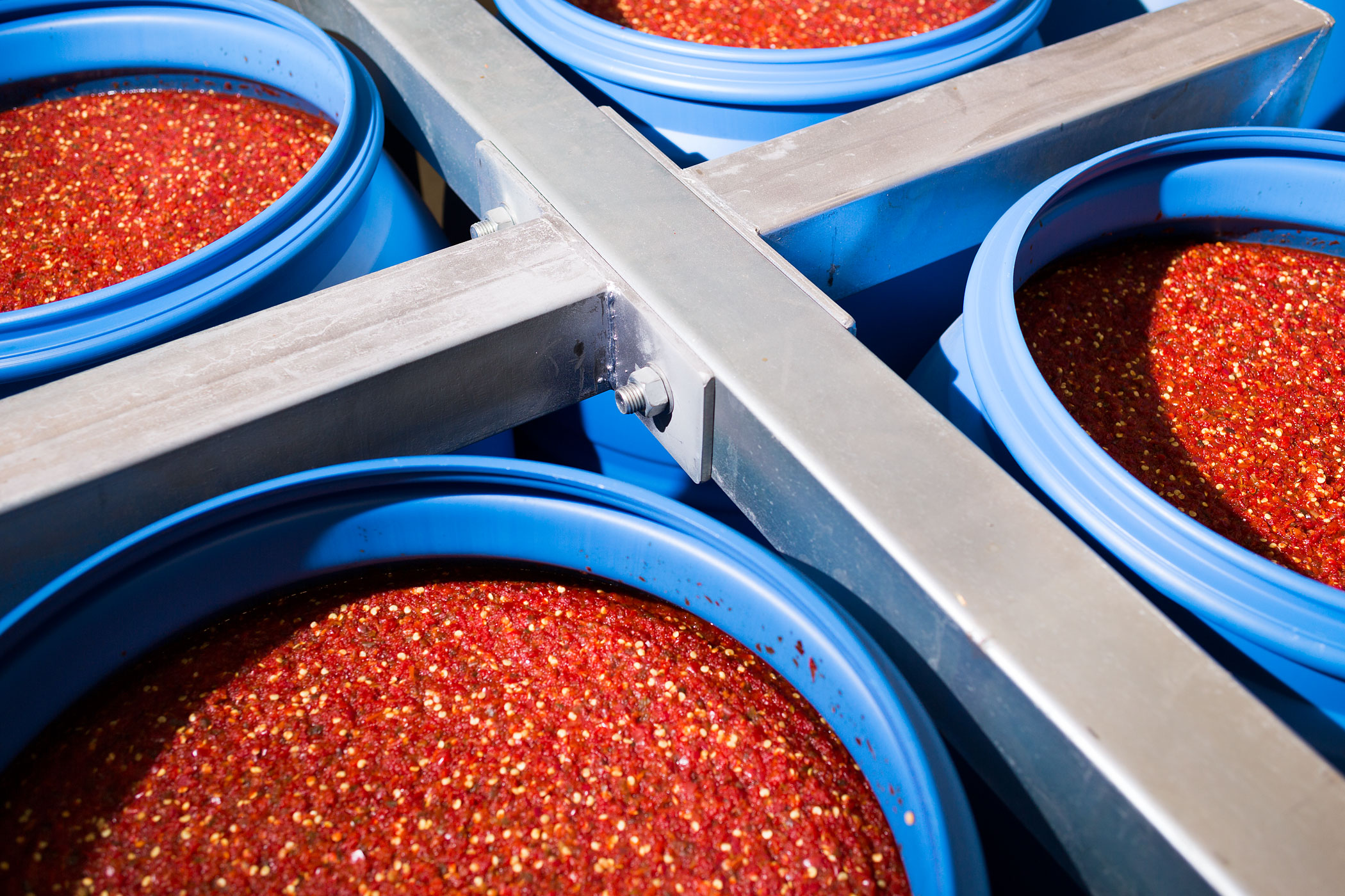 Crushed chilies are eventually mixed with sugar, salt, garlic and vinegar to make Sriracha.