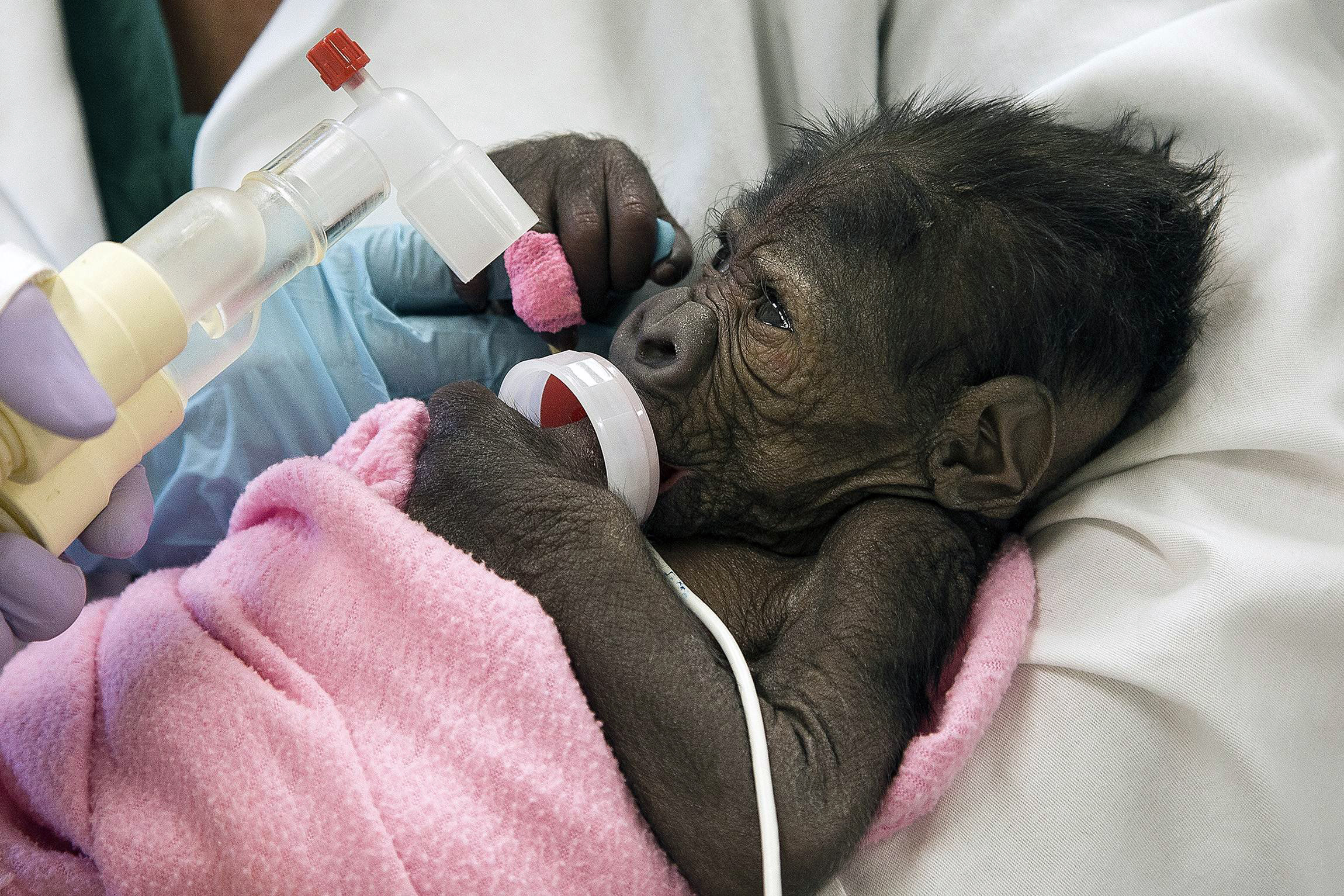 A baby gorilla born in a rare Caesarian section at the San Diego Zoo is suffering from pneumonia March 13, 2014.