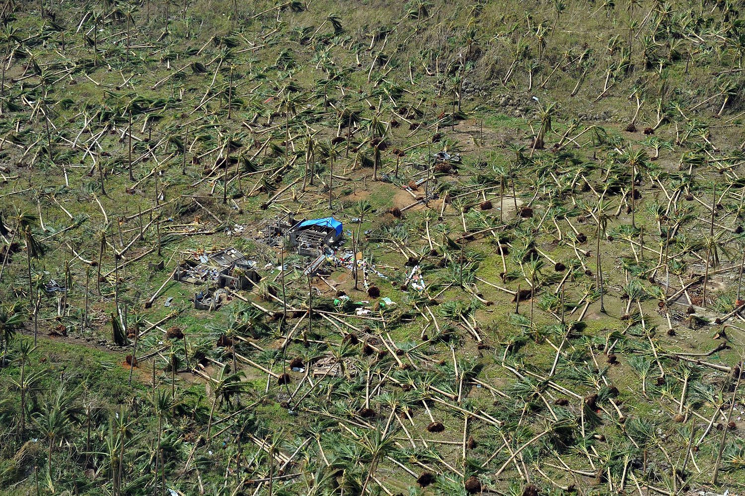 Aerial photo showing uprooted coconut trees on a hill near the town of Guiuan in Eastern Samar province in the central Philippines on November 11, 2013 only days after Super Typhoon Haiyan devastated the town on November 8.