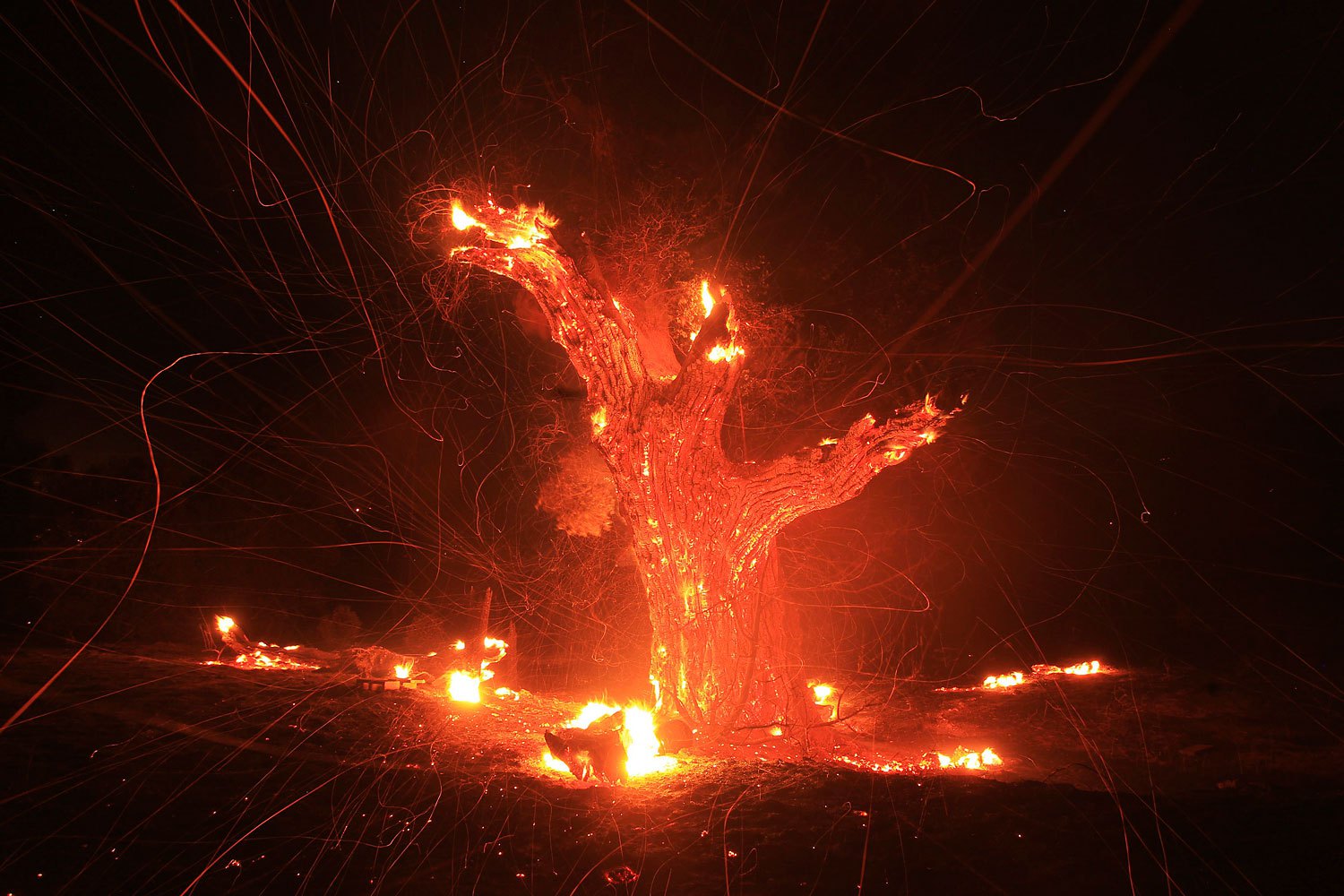Wind-blown embers fly from an ancient oak tree that burned in the Silver Fire near Banning, Calif. Aug. 7, 2013. Within hours of breaking out about 90 miles outside of Los Angeles, the fire blackened more than 5,000 acres, officials said.