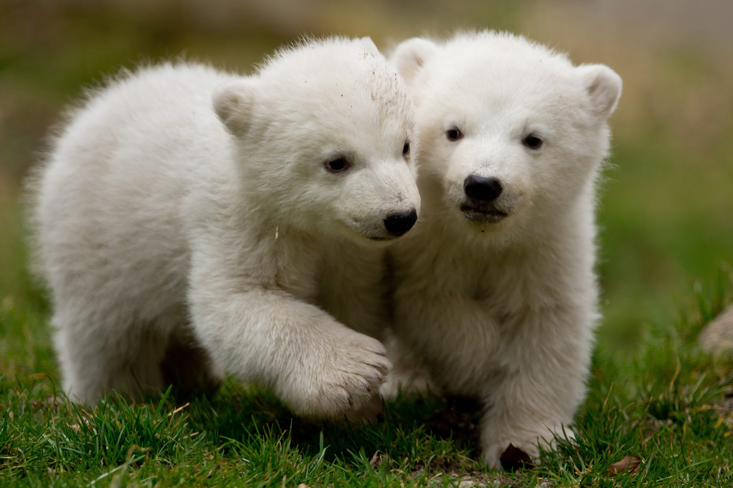 Twin polar bear cubs