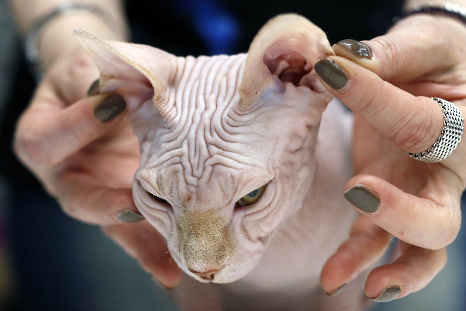 A Canadian Sphynx cat is evaluated during an international feline beauty show in Bucharest