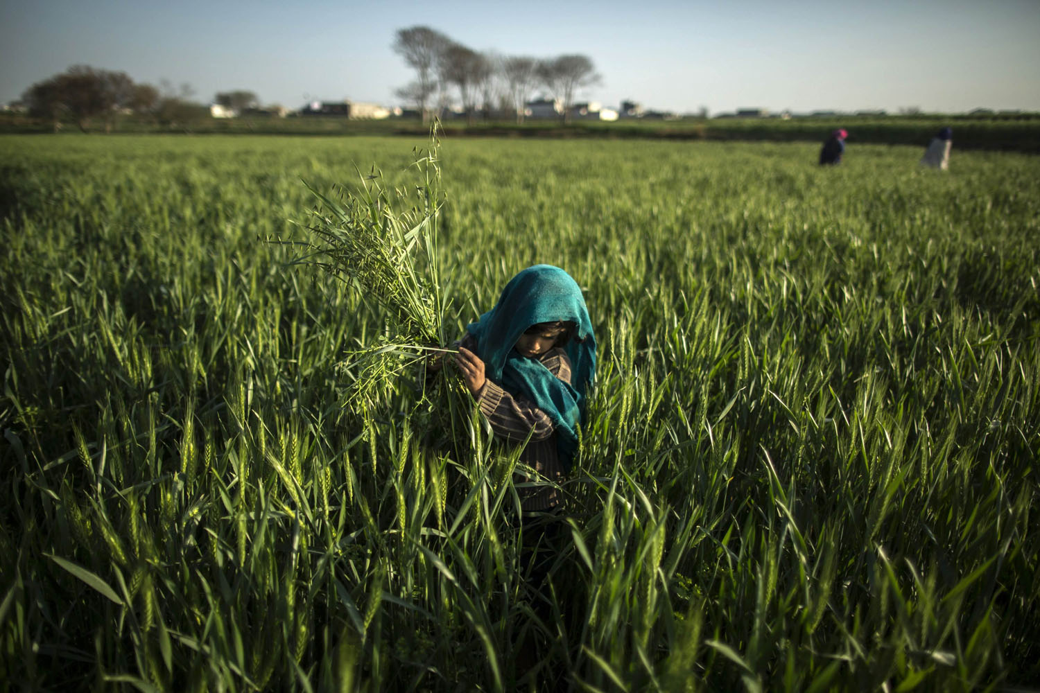 A girl, whose family moved to Islamabad from Khyber Pakhtunkhwa Province, collects grass in Islamabad