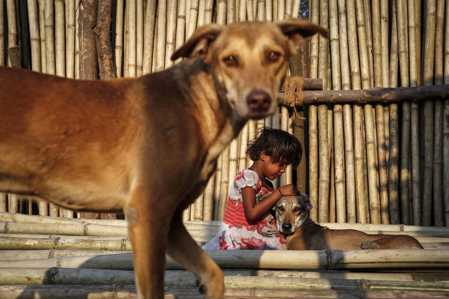 Shazia, a six year-old-girl, plays with street dogs on bamboo sticks at a timber market in Mumbai