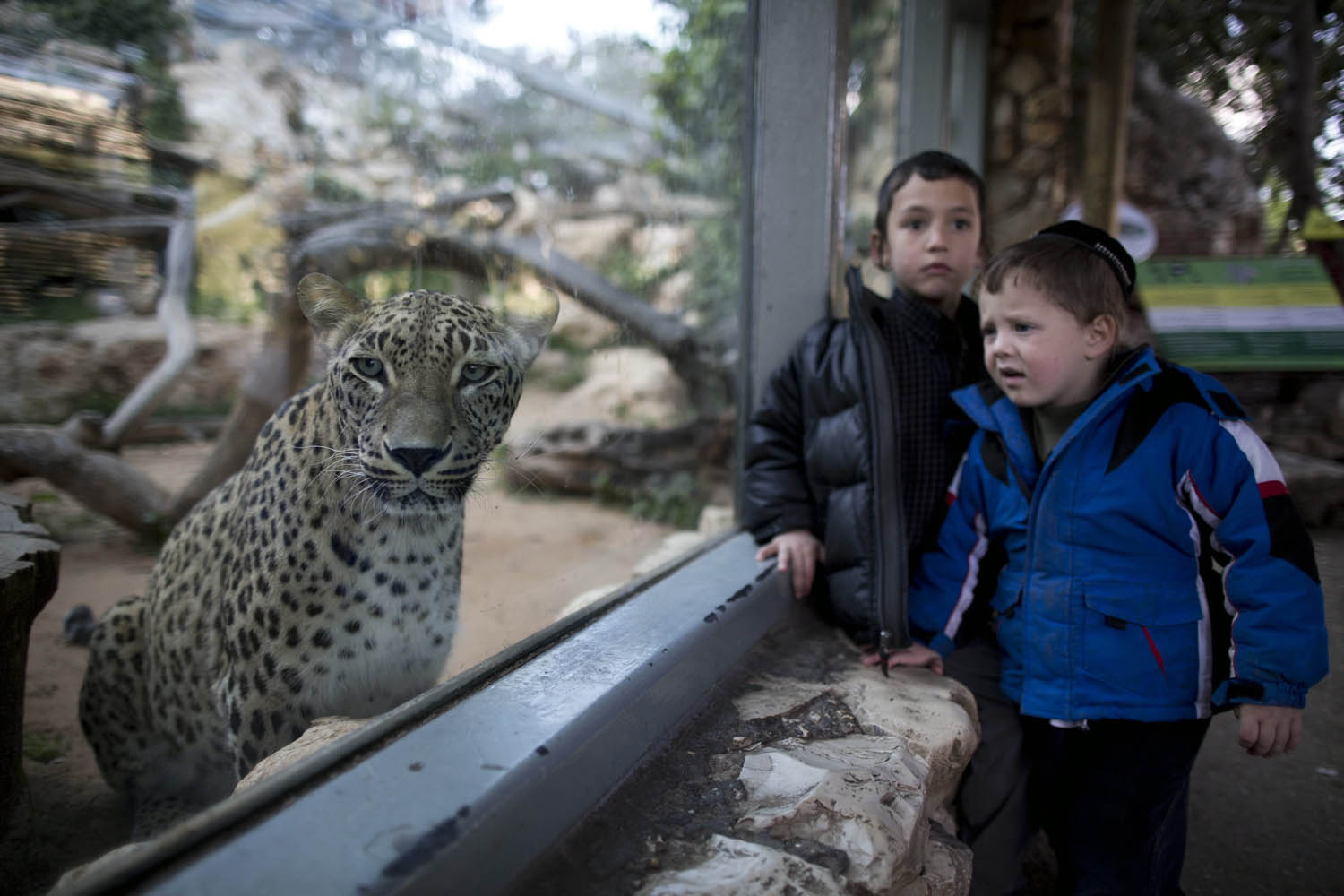 Mar. 30, 2014. Young ultra-Orthodox Jews look at a Persian leopard at the Biblical Zoo in Jerusalem, Israel.