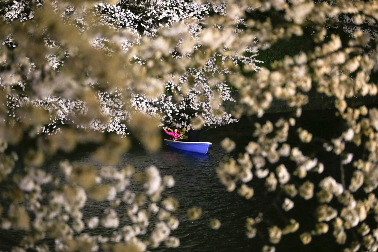 People row a boat and enjoy viewing cherry blossoms in full bloom on Chidorigafuchi moat at The Imperial Palace in Tokyo March 31, 2014.