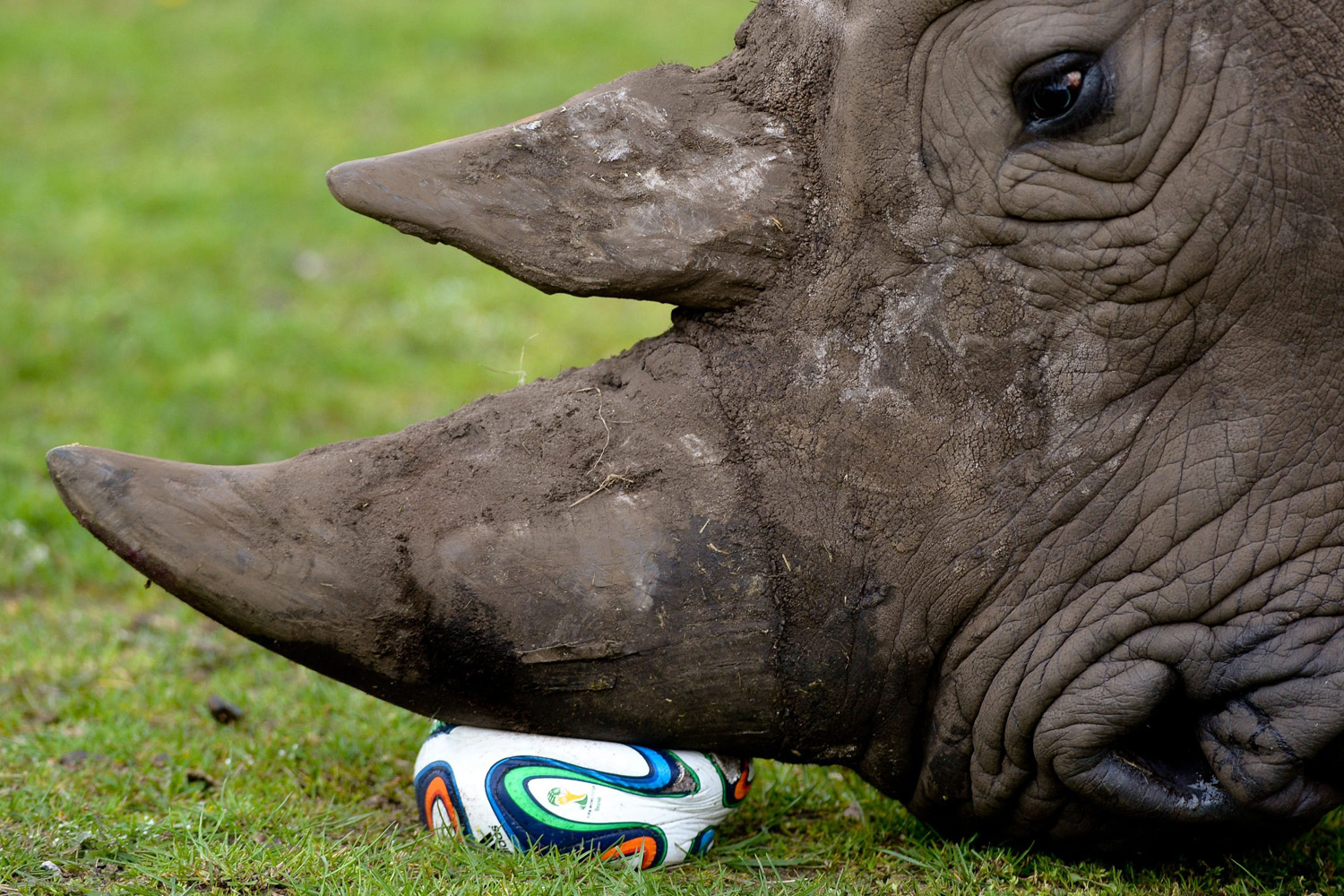 A rhinoceros plays with a football in the Serengeti park in Hodenhagen, Germany, 13 April 2014.