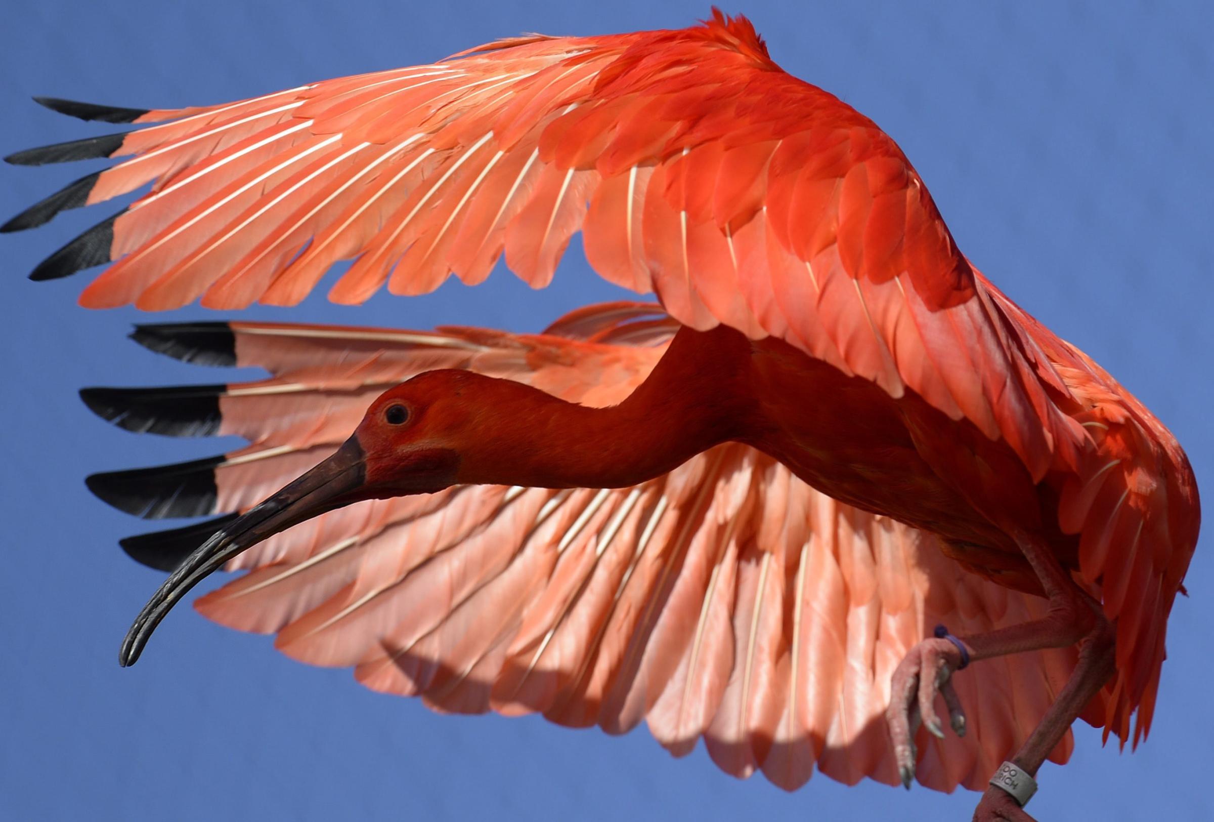 A scarlet ibis at the  zoo in Zurich