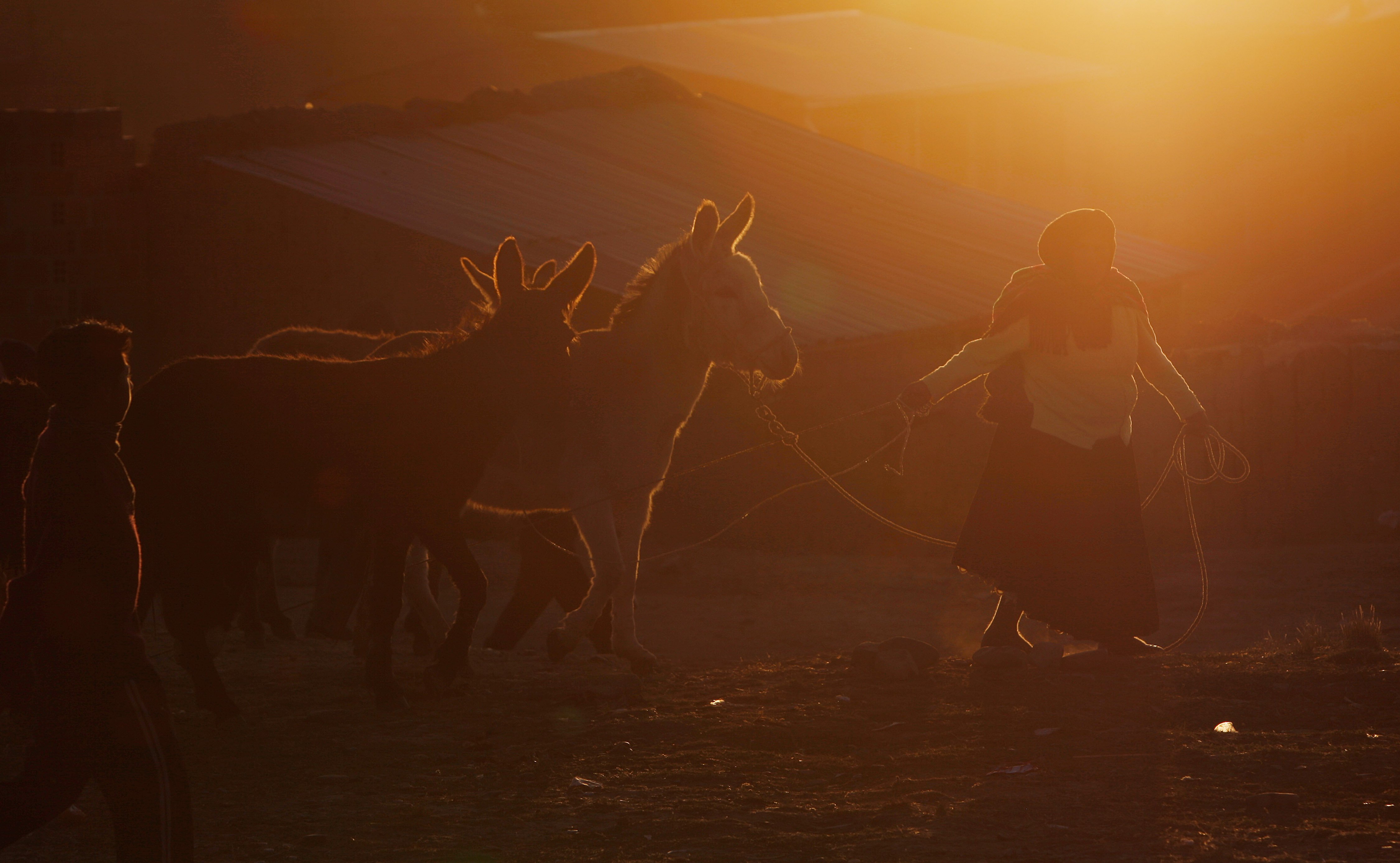Apr. 12, 2014. A woman leads away her newly acquired donkeys through the grounds of the  Feria de Ramos,  or Palm Fair in El Alto, Bolivia, Saturday, The annual three day livestock fair takes place every Palm Sunday weekend and is a Holy Week, or Easter tradition.