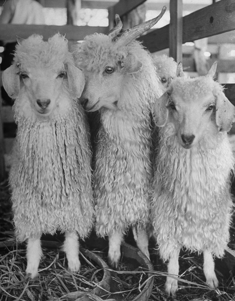 The handsome little animals in this photograph are well-bred Angora goats, not yet a year old.
