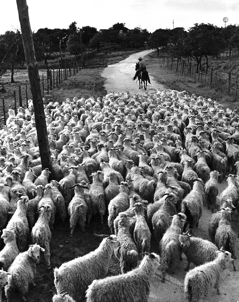 A flock of 600 Angoras heads for home pastures at ranch of 'Goat King' Adolph Stieler near Comfort, Texas.