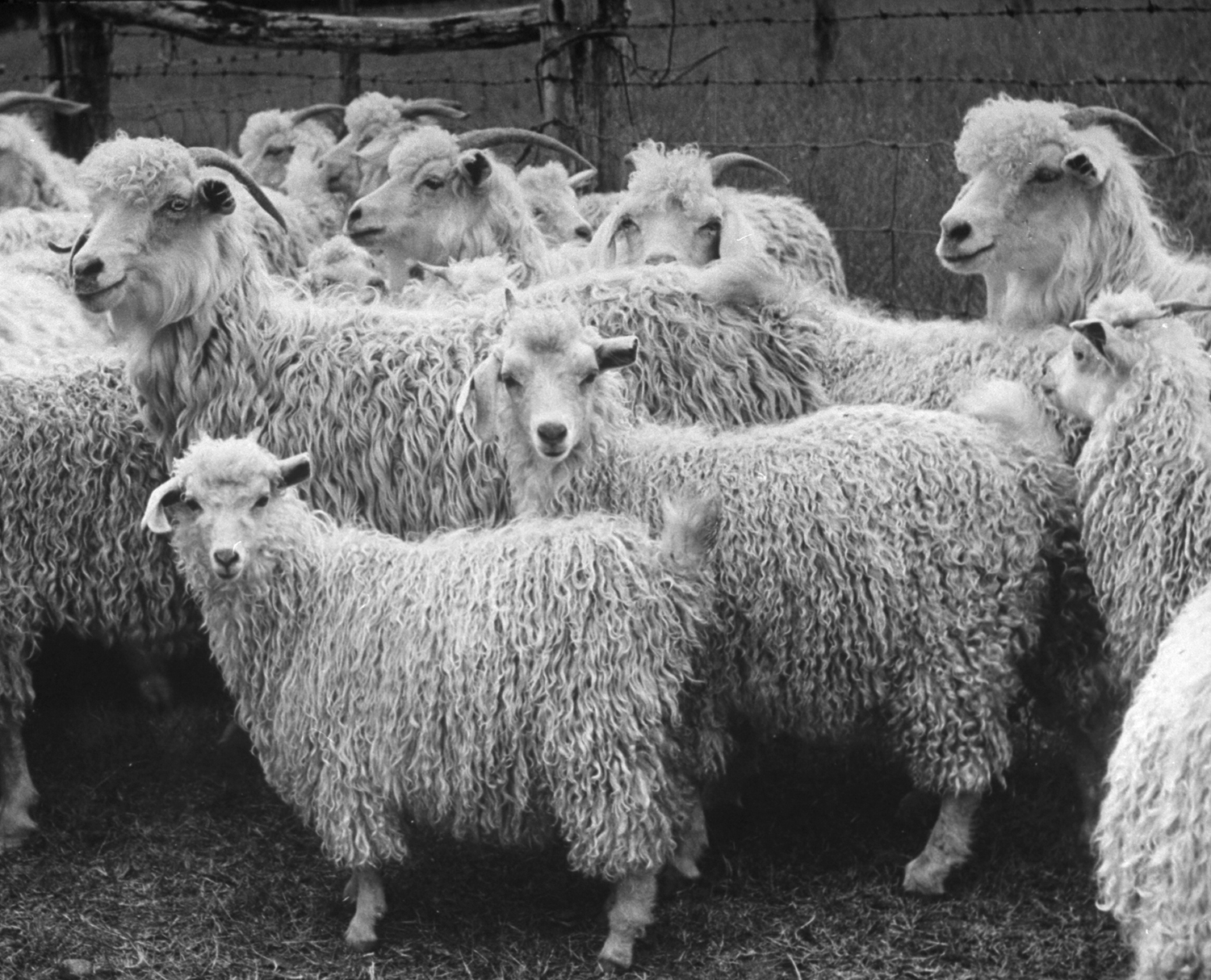 Angora goats, Texas, 1942.