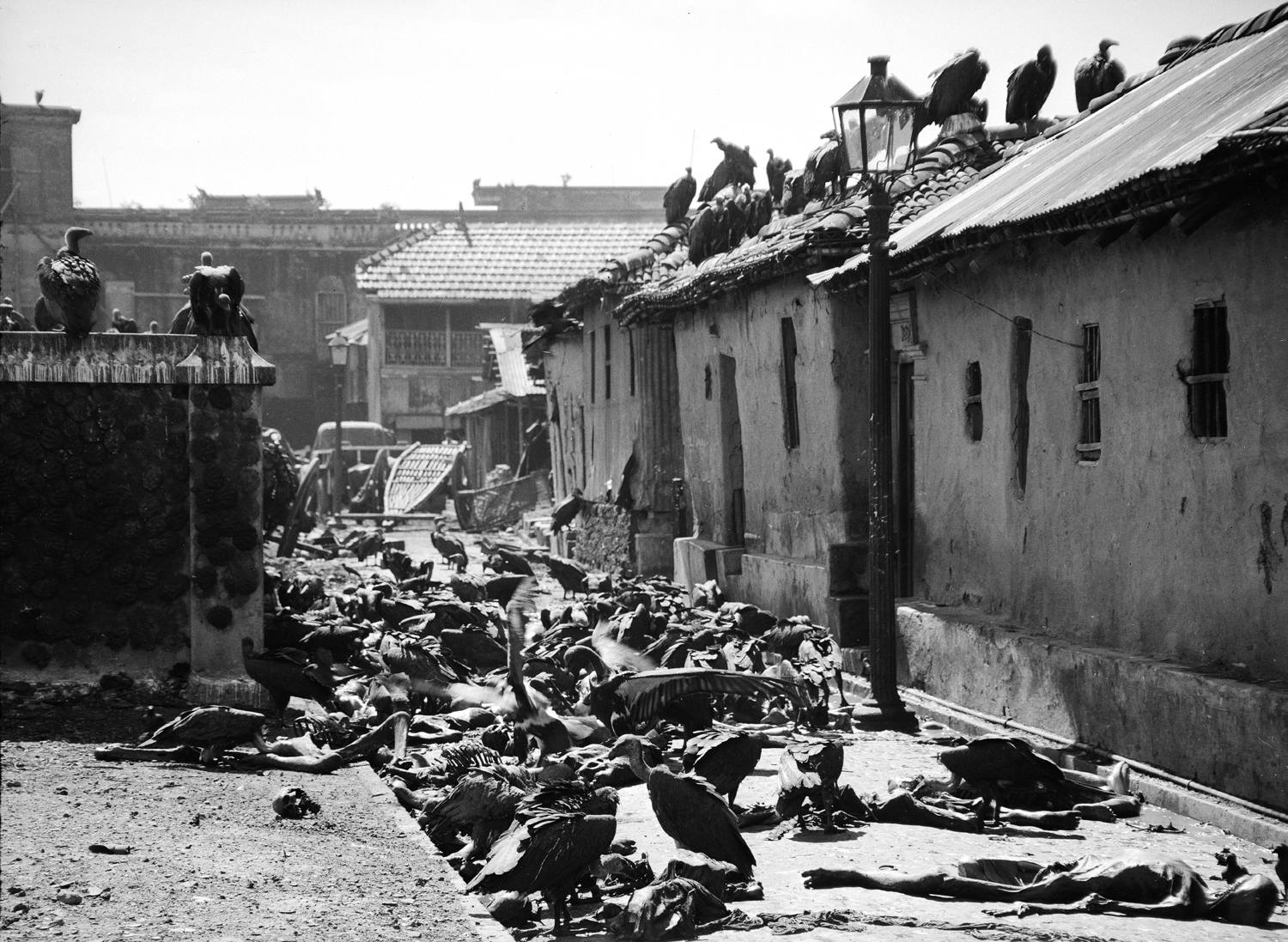 "Carrion birds feast on victims of bloody religious riot in India." (Calcutta, 1946)
